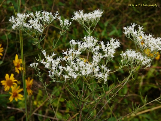 {Eupatorium hyssopifolium}